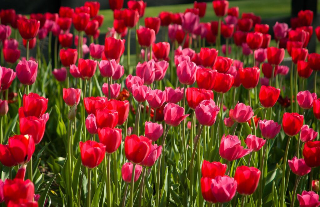 Stanwycks Photography, Beautiful Red Tulips