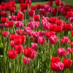 Stanwycks Photography, Beautiful Red Tulips